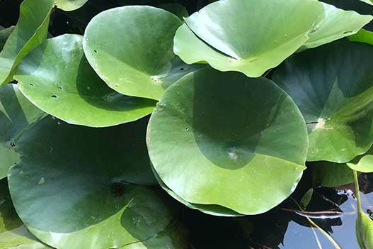 荷花和睡蓮可以種在一起嗎？