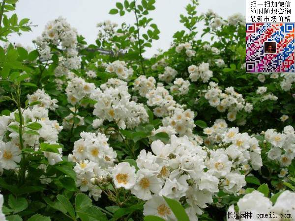 無(wú)刺薔薇圖片