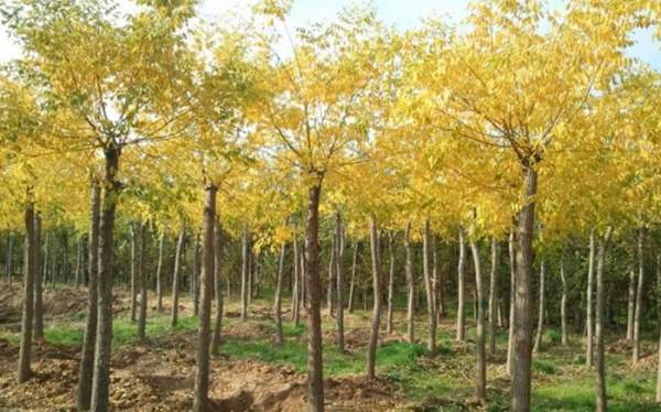 高接的黃金槐 高接的黃金槐