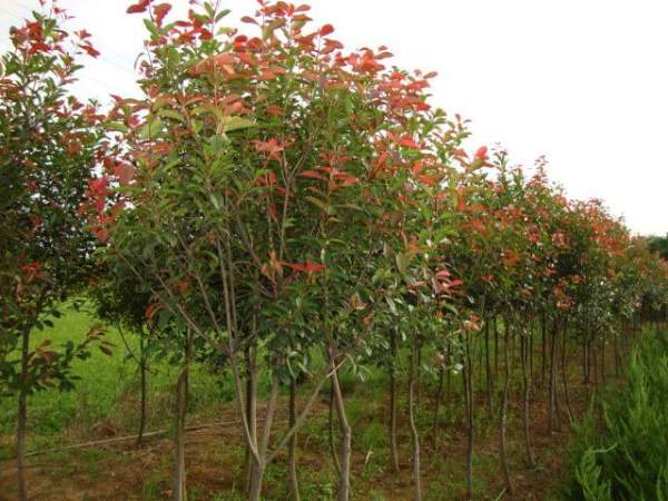 綠化苗木采購過程中需要注意哪些？