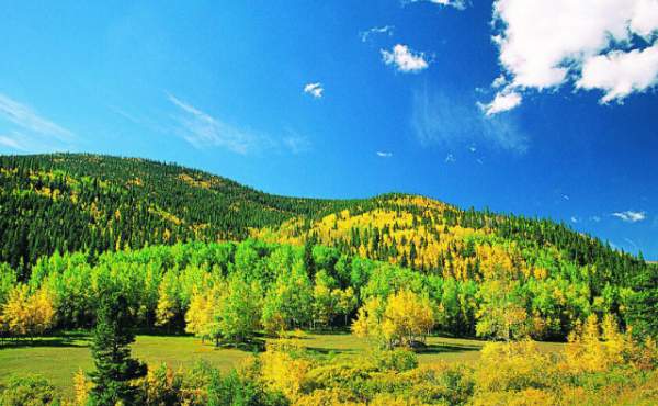 學(xué)習(xí)國外苗木行業(yè)經(jīng)驗，搶先了解國內(nèi)市場動態(tài)