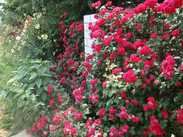 哪里有薔薇花苗賣？薔薇花苗批發(fā)