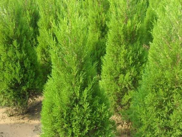 150公分左右，冠幅40-50公分的刺柏