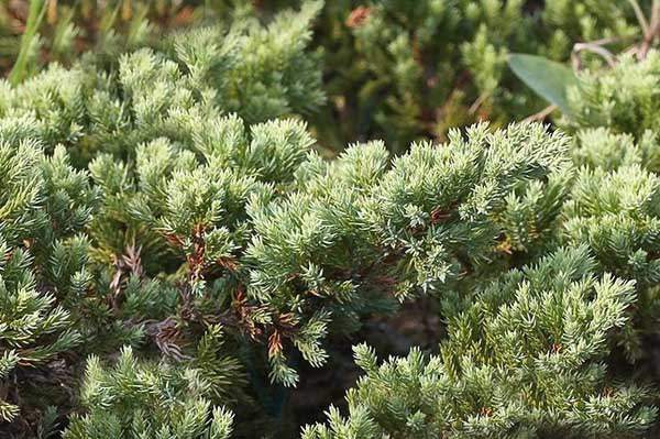 沙地柏和鋪地柏的區(qū)別？