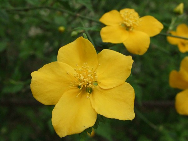 棣棠花的花語(yǔ)是什么？