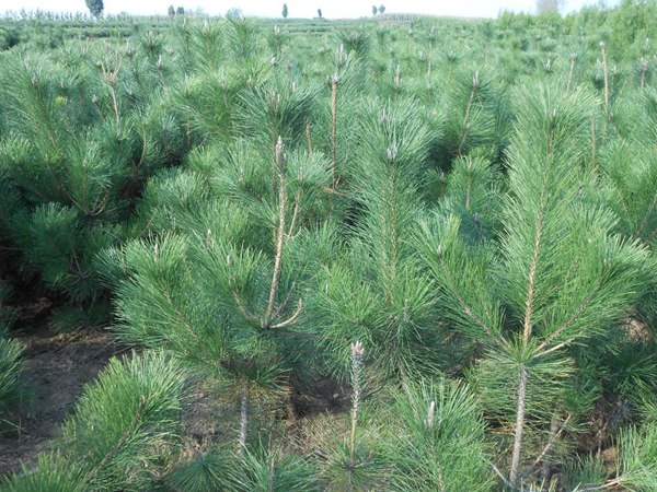 黑松種子什么時候種好，怎么種發(fā)芽率高？