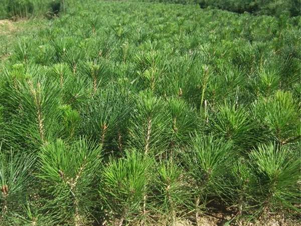 黑松種子什么時候種好，怎么種發(fā)芽率高？