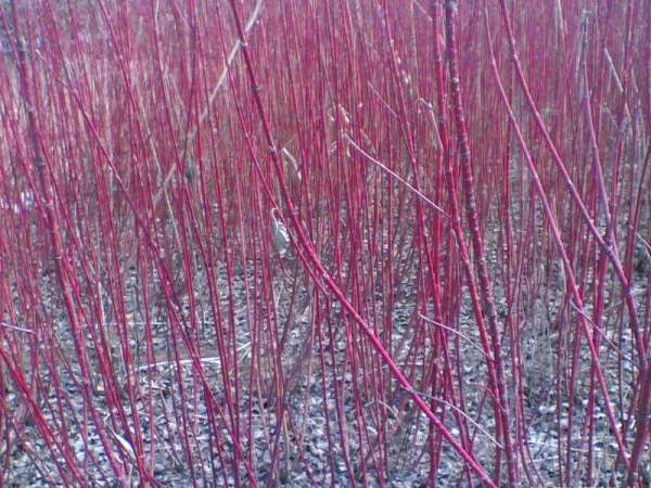 紅瑞木的生長(zhǎng)習(xí)性是什么，適合在什么地方種植