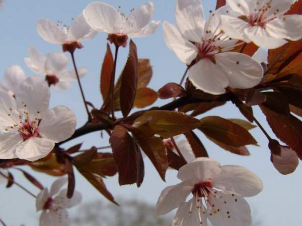 紫葉李和紅葉李的花語(yǔ)是什么？