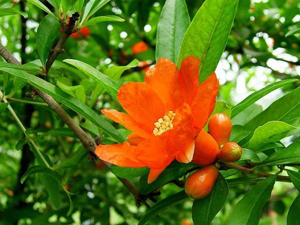 花石榴的花期、果期是什么時(shí)候