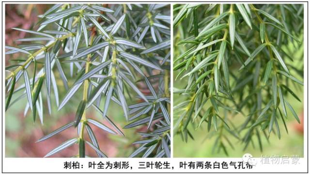 圓柏、刺柏、側(cè)柏、柏木以及龍柏的簡易識別法