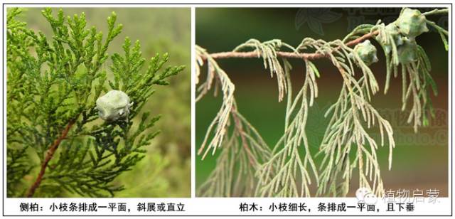 圓柏、刺柏、側(cè)柏、柏木以及龍柏的簡易識別法