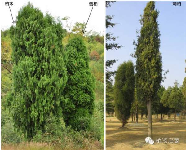 圓柏、刺柏、側(cè)柏、柏木以及龍柏的簡易識別法