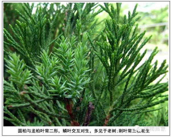 圓柏、刺柏、側(cè)柏、柏木以及龍柏的簡易識別法