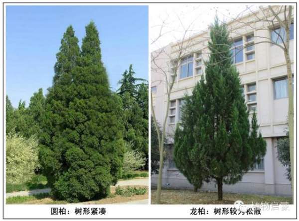 圓柏、刺柏、側(cè)柏、柏木以及龍柏的簡易識別法