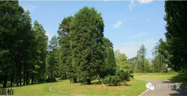 圓柏、刺柏、側(cè)柏、柏木以及龍柏的簡易識別法