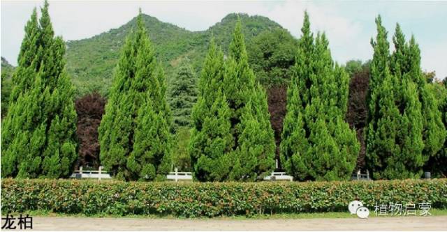 圓柏、刺柏、側(cè)柏、柏木以及龍柏的簡易識別法