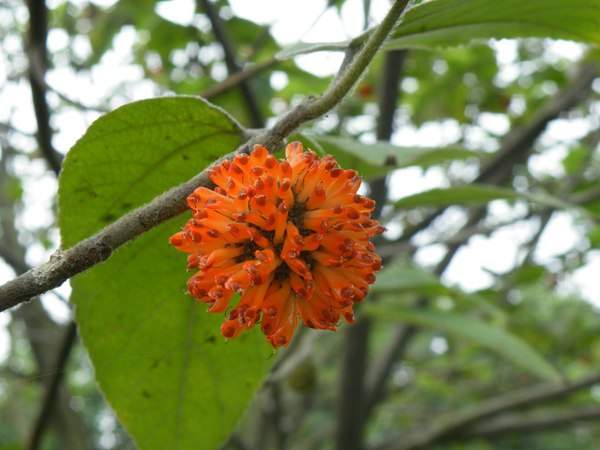 構樹的果實能吃嗎？