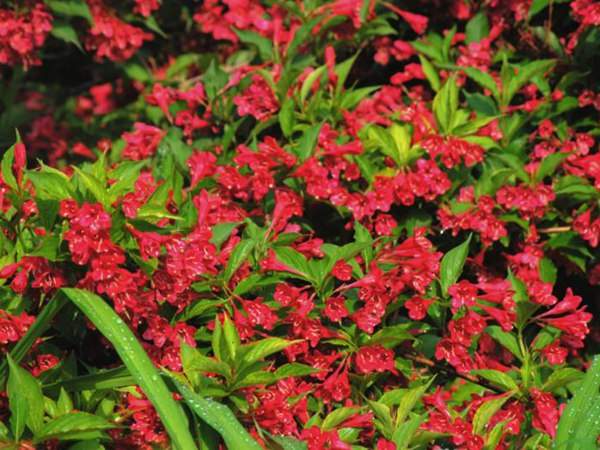 紅王子錦帶價(jià)格大幅上漲，存量不足是主因