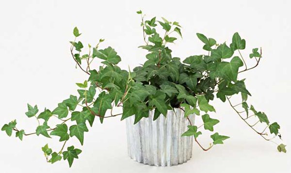 常春藤的花語是什么，有什么象征意義？