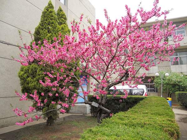 紅葉碧桃在園林綠化中都有哪些用途？