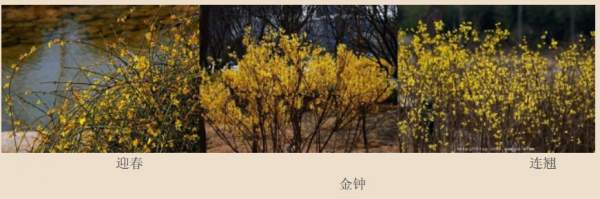 迎春花、金鐘和連翹如何區(qū)分？