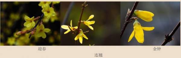 迎春花、金鐘和連翹如何區(qū)分？