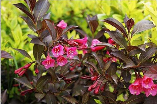 紫葉錦帶花-長(zhǎng)景園林