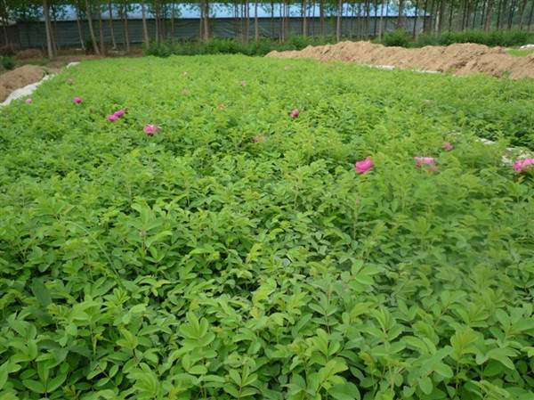 物美價(jià)廉的食用玫瑰在哪買？