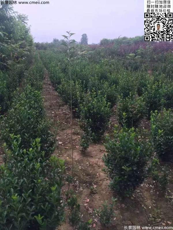 冠幅30公分40公分50公分大葉黃楊球 冠幅30公分40公分50公分大葉黃楊球