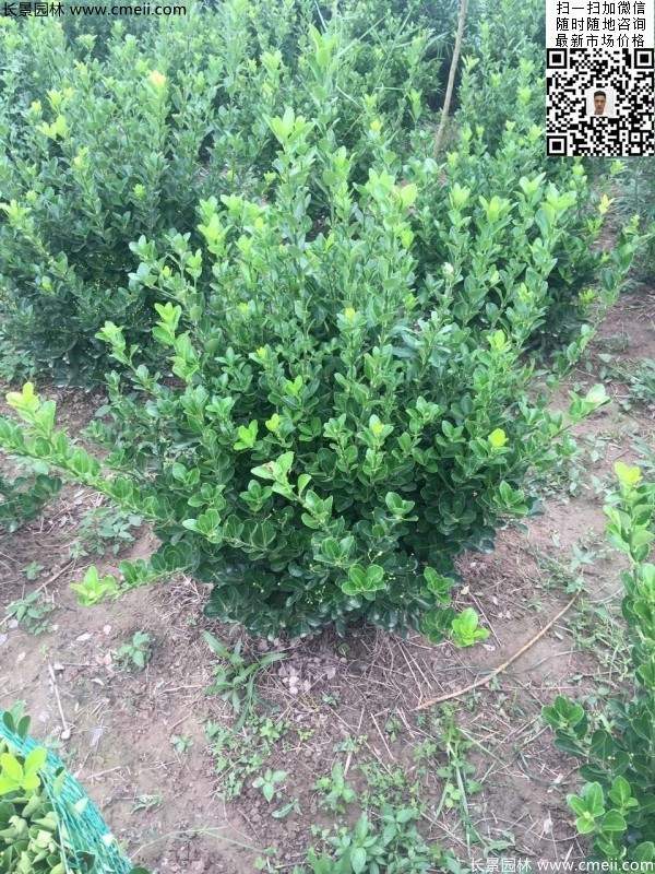 冠幅30公分40公分50公分大葉黃楊球 冠幅30公分40公分50公分大葉黃楊球