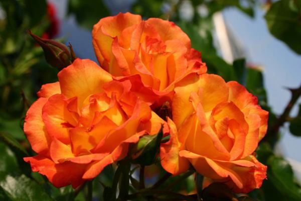 寵愛(ài)小姐(Bonanza)