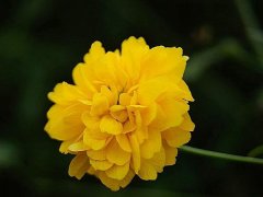 重瓣棣棠價格哪里便宜？產(chǎn)地在哪里？