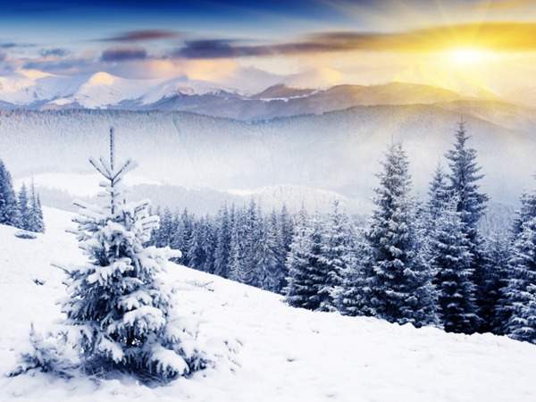 見過這樣的雪松造型樹嗎？美到你想不到