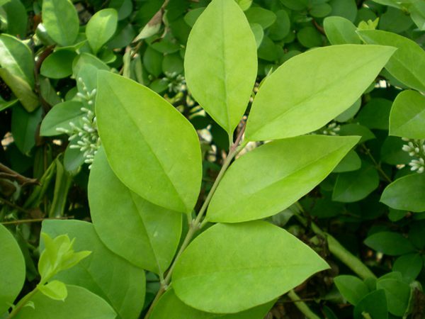 小葉女貞葉 小葉女貞葉