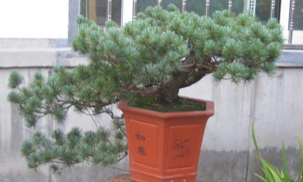 五針?biāo)稍煨?/> </p><p>
	五針?biāo)芍仓贻^矮，生長緩慢，葉短枝密，姿態(tài)高雅，樹形優(yōu)美，是制作盆景的上乘樹種，制作出的五針?biāo)傻脑煨颓ё税賾B(tài)，觀賞性非常好。</p>
      </div>



      
    </article>
  </main>

</div>
<footer id=