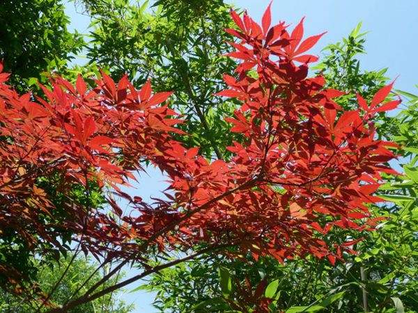 紅楓作衫，白楊為裙，美的傾國傾城！