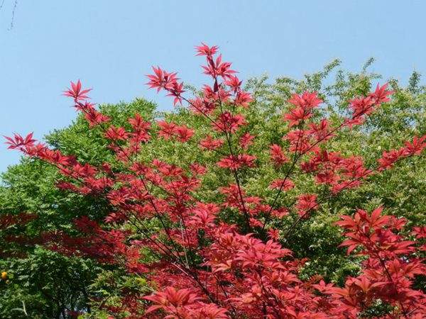 紅楓作衫，白楊為裙，美的傾國傾城！