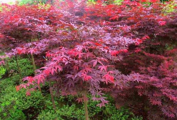 紅楓作衫，白楊為裙，美的傾國傾城！