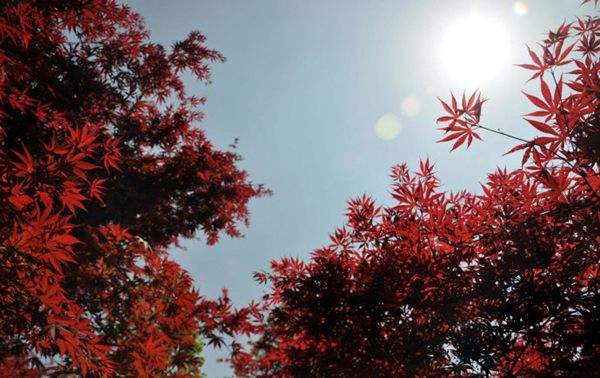 紅楓作衫，白楊為裙，美的傾國傾城！