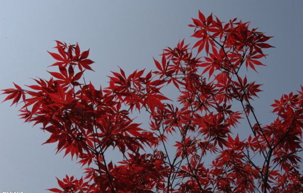 紅楓作衫，白楊為裙，美的傾國傾城！