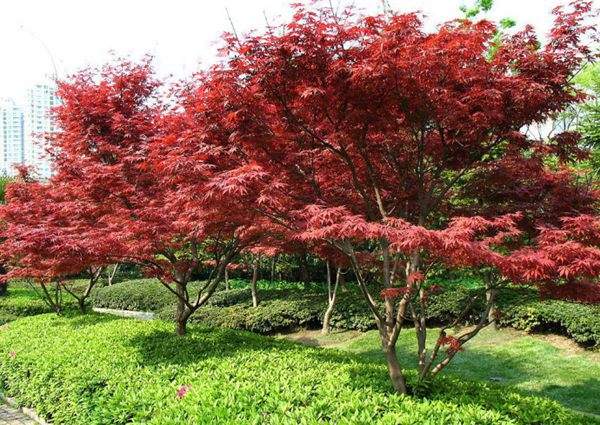 紅楓作衫，白楊為裙，美的傾國傾城！