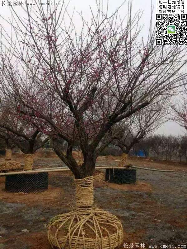 國(guó)內(nèi)數(shù)一數(shù)二紅梅花產(chǎn)地，你知道幾個(gè)