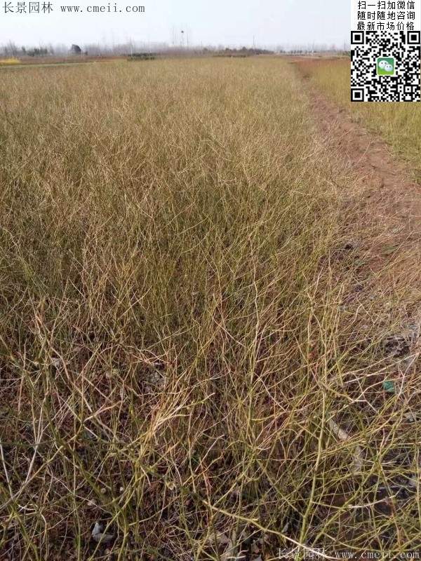 棣棠--長(zhǎng)景園林 棣棠--長(zhǎng)景園林