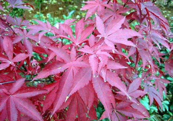 中國(guó)紅楓 中國(guó)紅楓