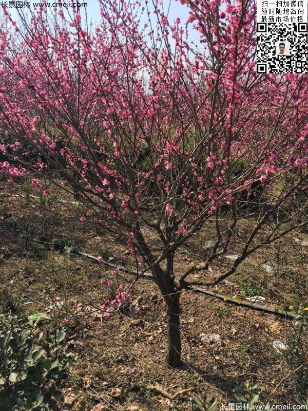 高端、大氣、上檔次的紅梅