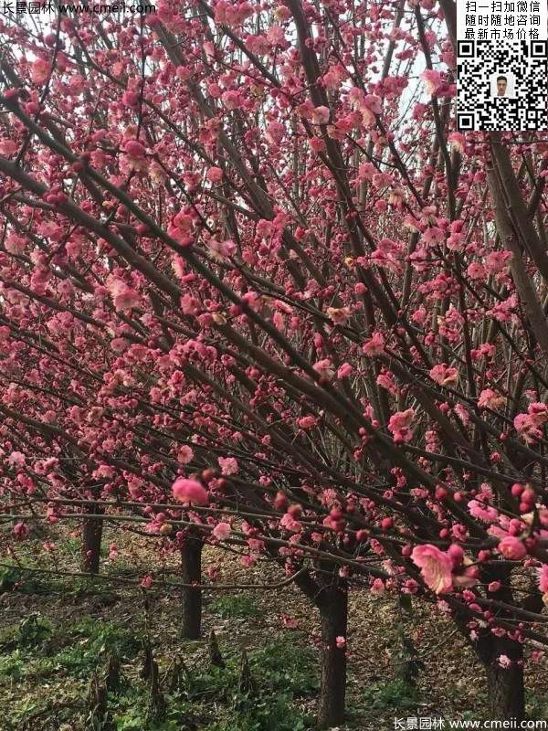 高端、大氣、上檔次的紅梅