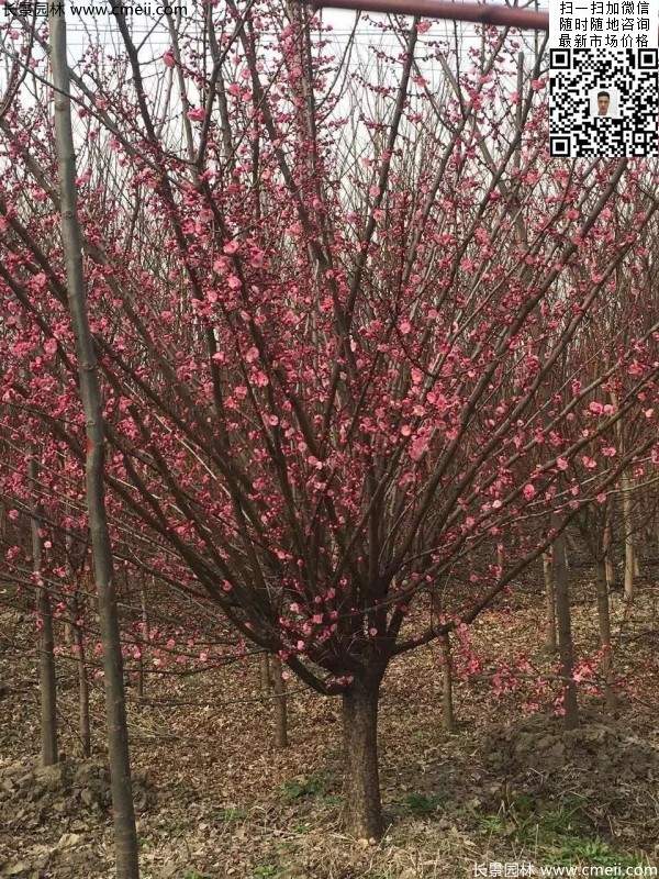 高端、大氣、上檔次的紅梅