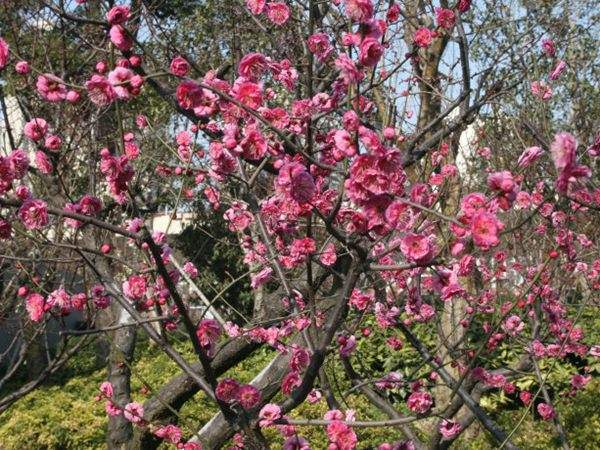 高端、大氣、上檔次的紅梅