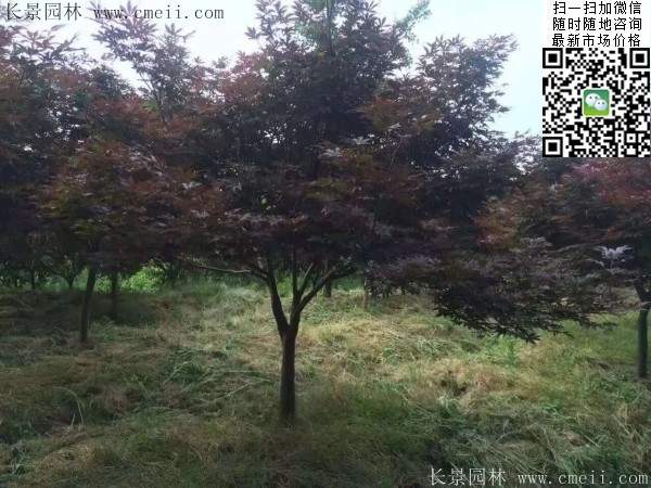 1.2、1.5、1.8米的紅楓樹